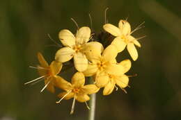 Image of Myosotis concinna Cheesem.