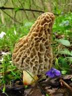 Plancia ëd Morchellaceae