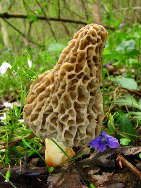 Plancia ëd Morchellaceae