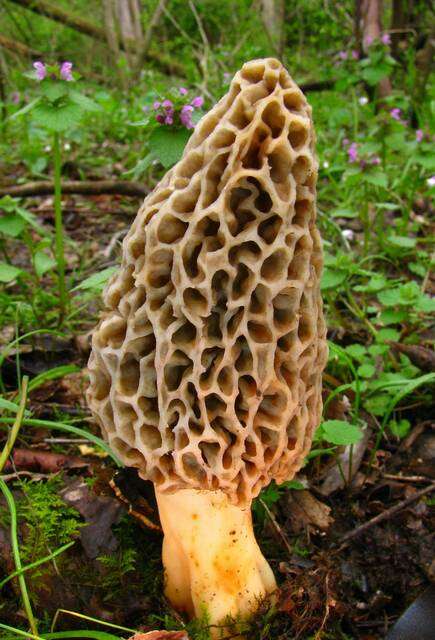 Image de Morchellaceae