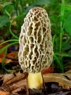 Plancia ëd Morchellaceae