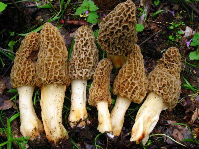 Plancia ëd Morchellaceae