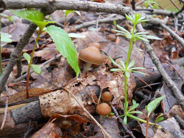 Image of Psilocybe ovoideocystidiata Guzmán & Gaines 2007