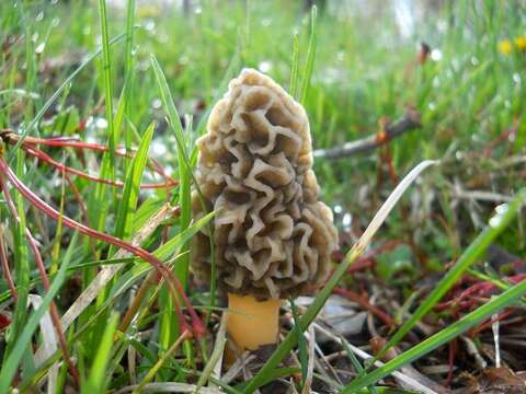 Image of Morchellaceae