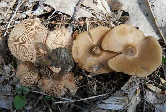 Image of Entoloma vernum S. Lundell 1937