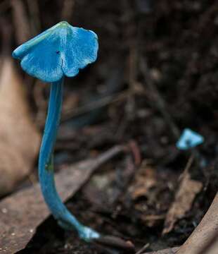 Image of Entoloma virescens (Sacc.) E. Horak ex Courtec. 1986