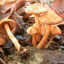 Image of Inocybe cinnamomea A. H. Sm. 1941