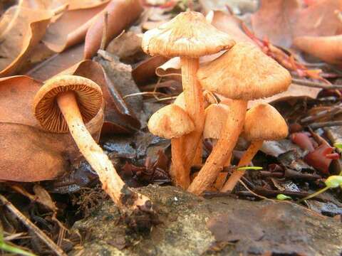 Image of Inocybe cinnamomea A. H. Sm. 1941