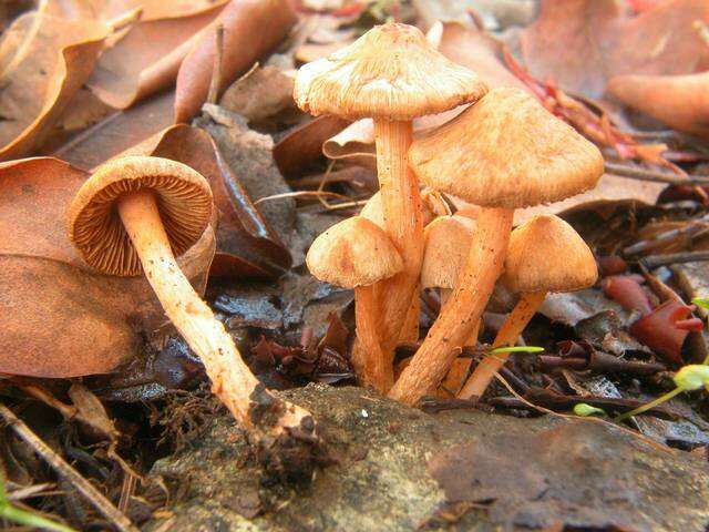 Imagem de Inocybe cinnamomea A. H. Sm. 1941