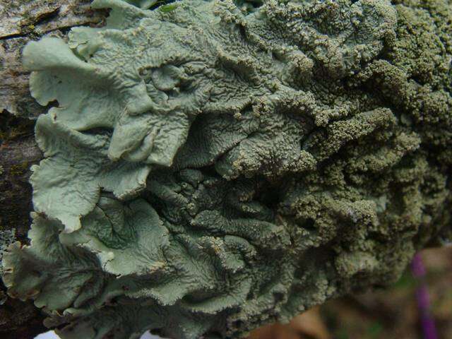 Image of flavoparmelia lichen