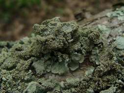 Image of flavoparmelia lichen