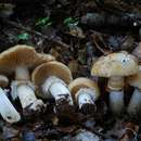 Image of Cortinarius achrous E. Horak, Peintner, M. M. Moser & Vilgalys 2002