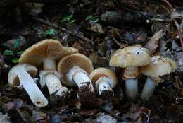 Plancia ëd Cortinarius achrous E. Horak, Peintner, M. M. Moser & Vilgalys 2002