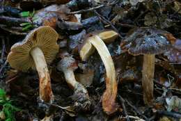 Image of Cortinarius xenosma Soop 2003