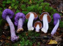 Слика од Cortinarius porphyroideus Peintner & M. M. Moser 2002