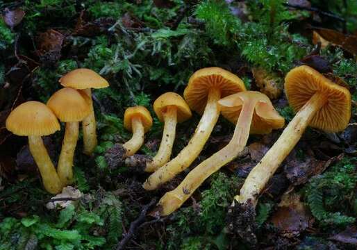 Sivun Cortinarius luteinus Soop 2003 kuva