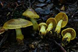 Image of Cortinarius canarius (E. Horak) Gasparini 2014