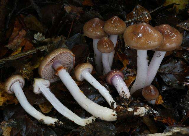 Sivun Cortinarius cucumeris E. Horak 1990 kuva