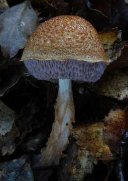 Image of Austroboletus