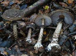 Image of Amanita nigrescens G. Stev. 1962