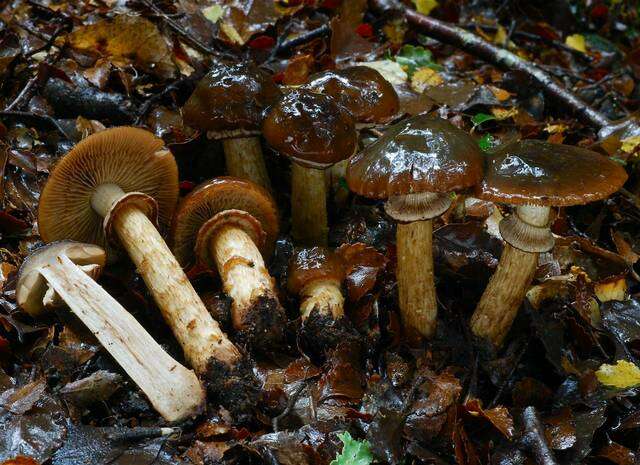 Sivun Cortinarius majestaticus (E. Horak) T. P. Anderson & Orlovich 2016 kuva