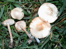 Image of Marasmius