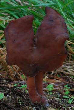 Image of Gyromitra