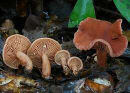 Image of Lactarius umerensis McNabb 1971