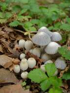 Image of Coprinellus