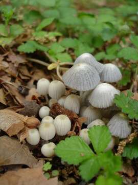 Image of Coprinellus