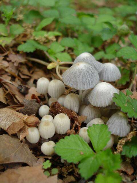 Image de Coprinellus