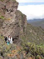 Image of alpine mirrorplant