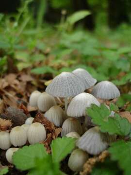 Image of Coprinellus