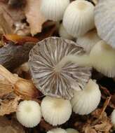 Image de Coprinellus