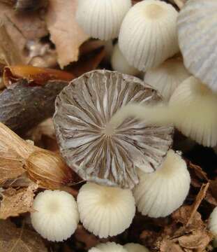 Image of Coprinellus