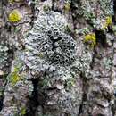 Image of ciliate wreath lichen