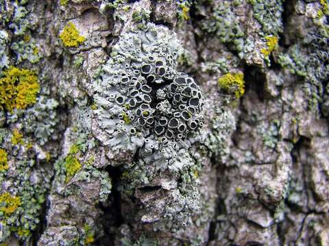 Image of Shadow lichens