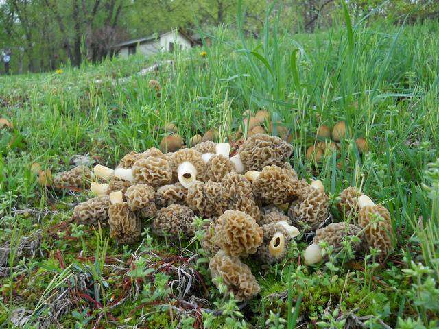 Plancia ëd Morchellaceae