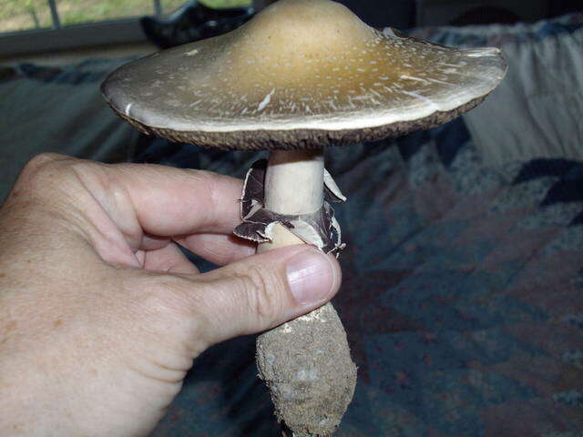 Image de Psilocybe