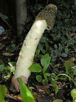 Image of Phallus