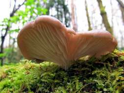 Image of Pleurotus