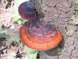 Image of Fomitopsis