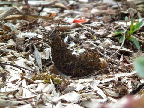 Image of Morchella importuna M. Kuo, O'Donnell & T. J. Volk 2012