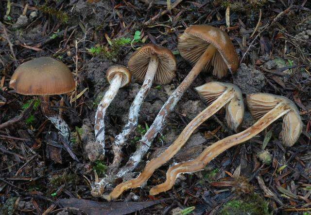 Image de Psilocybe aucklandiae Guzmán, C. C. King & Bandala 1991