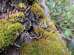 Image of <i>Cladonia macilenta</i> Hoffm.