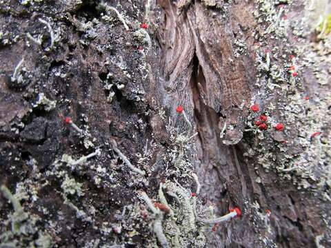 Image of <i>Cladonia macilenta</i> Hoffm.