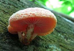 Rhodotus resmi