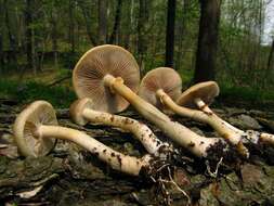 Image of Agrocybe