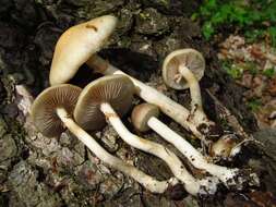 Image of Agrocybe