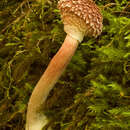 Image of Boletellus emodensis (Berk.) Singer 1942